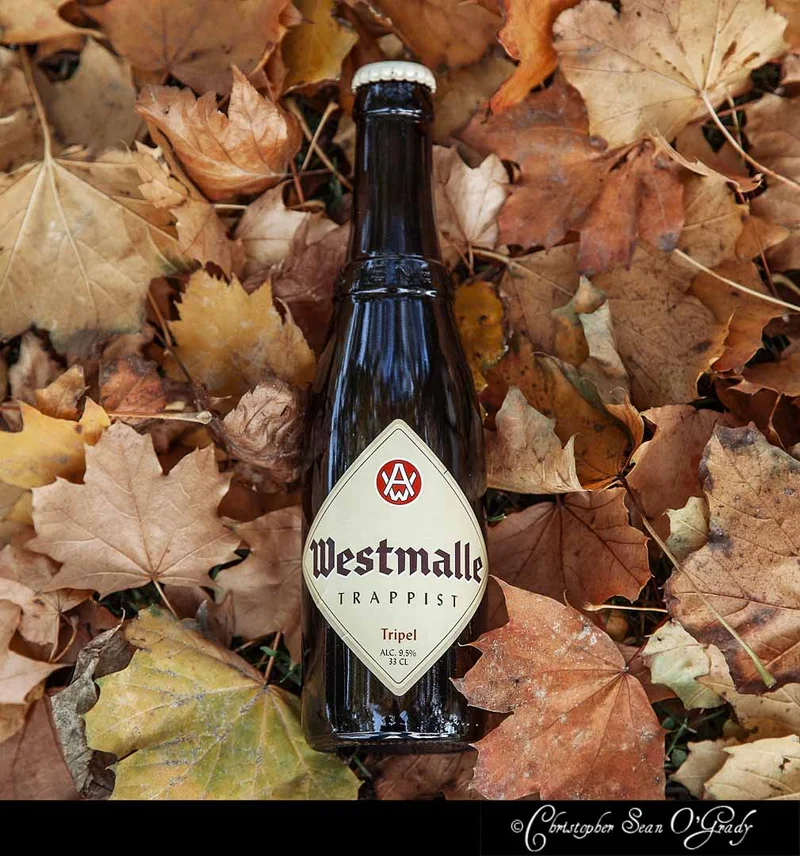 Westmalle Trappist Tripel beer bottle lying on golden autumn maple leaves